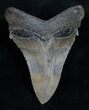 Killer Auriculatus Tooth - Megalodon Ancestor #13643-2